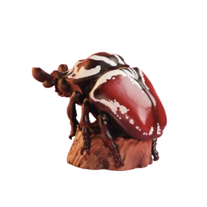 Goliath Beetle | Goliathus Goliatus