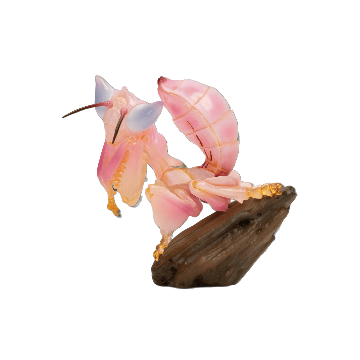 Orchid Mantis | Hymenopus Coronatus
