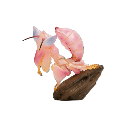 Orchid Mantis | Hymenopus Coronatus