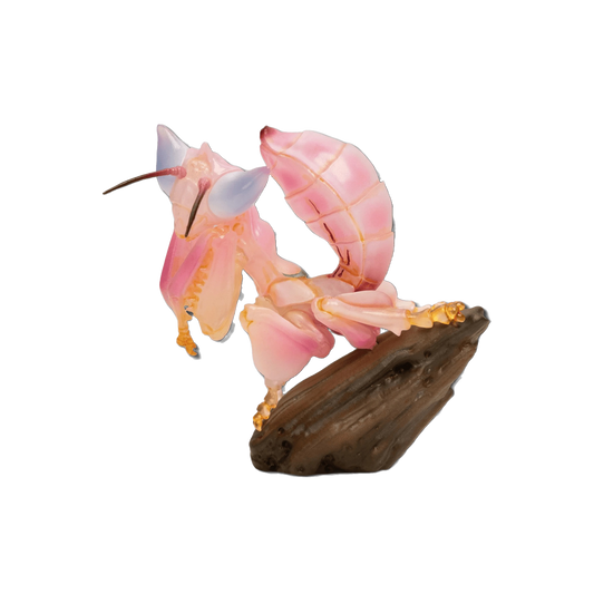 Orchid Mantis | Hymenopus Coronatus