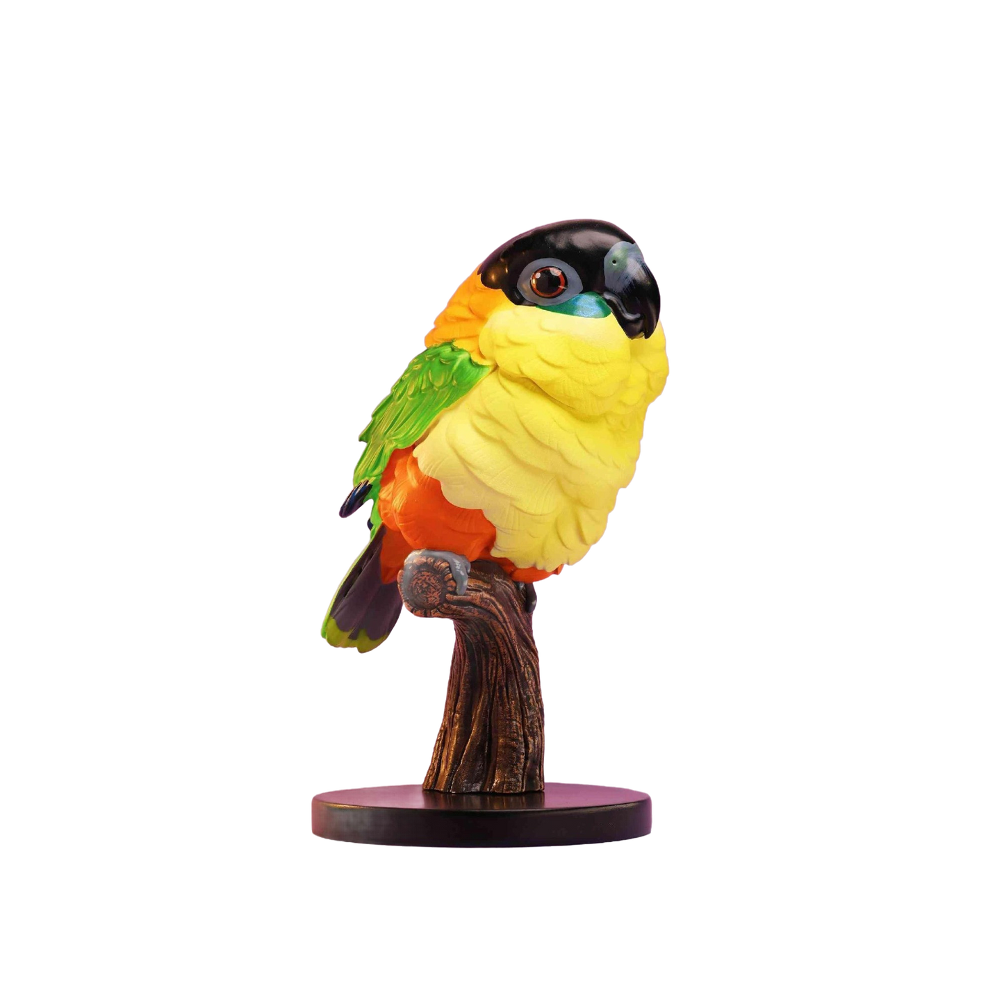 Black-headed Caique | Pionites Melanocephalus