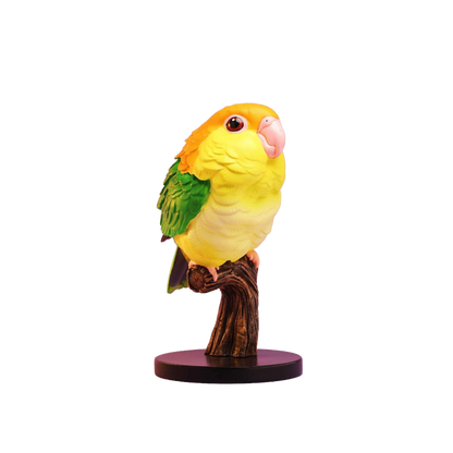 White-bellied Caique | Pionites Leucogaster