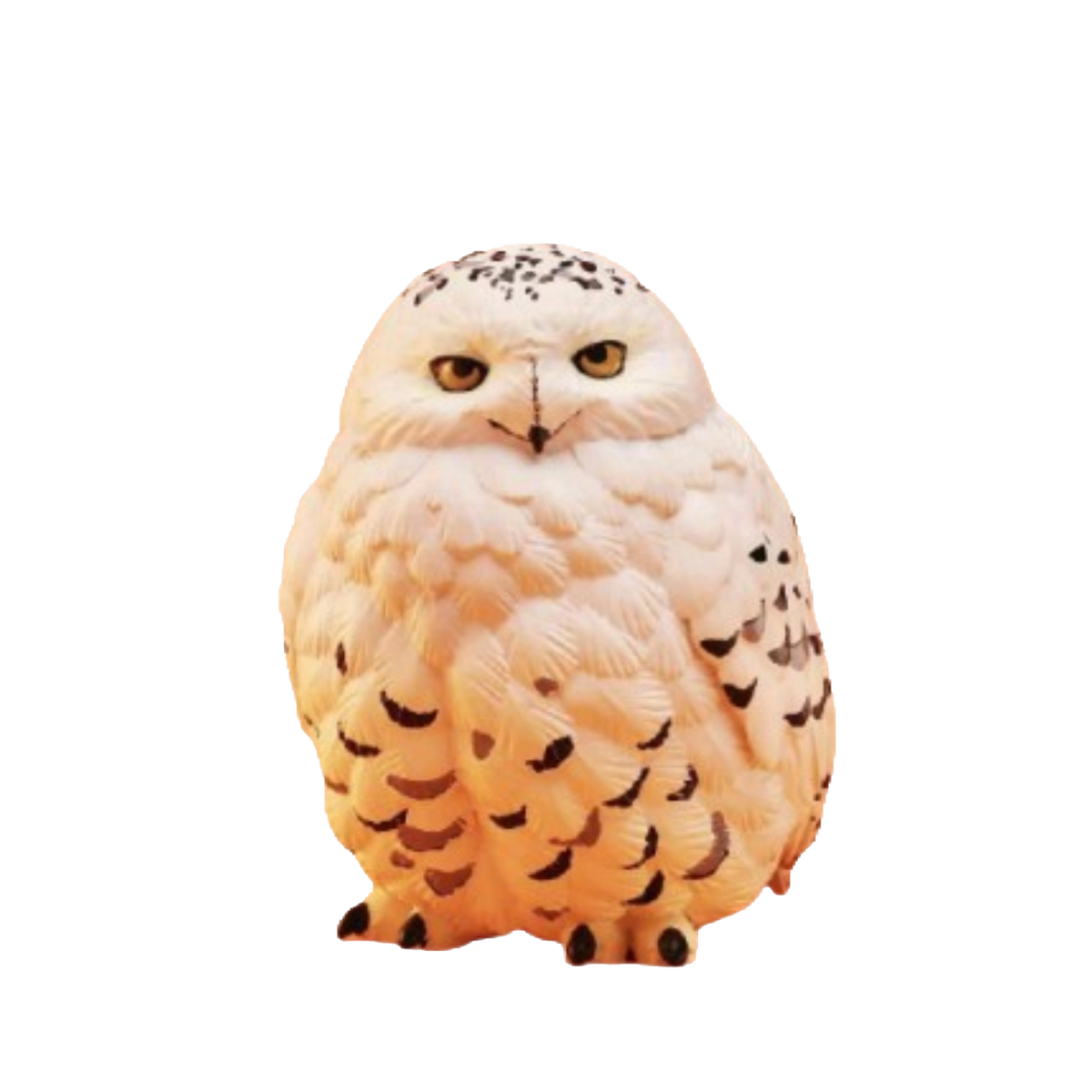 Snowy Owl | Bubo Scandiacus