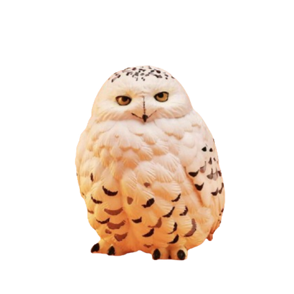 Snowy Owl | Bubo Scandiacus
