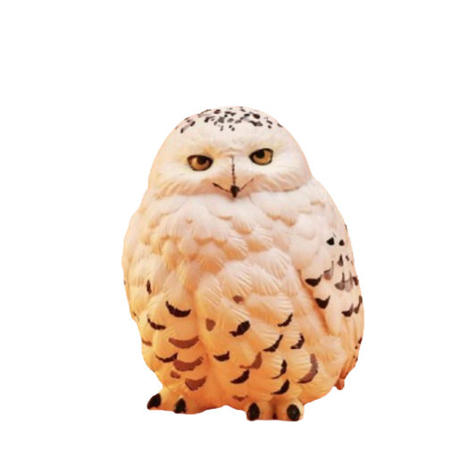 Snowy Owl | Bubo Scandiacus