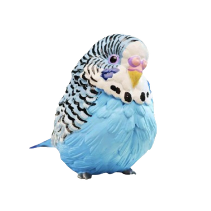 Budgerigar (Blue) | Melopsittacus Undulatus