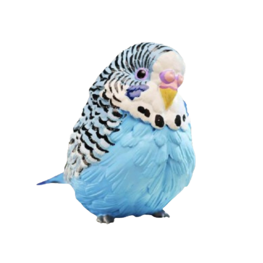 Budgerigar (Blue) | Melopsittacus Undulatus