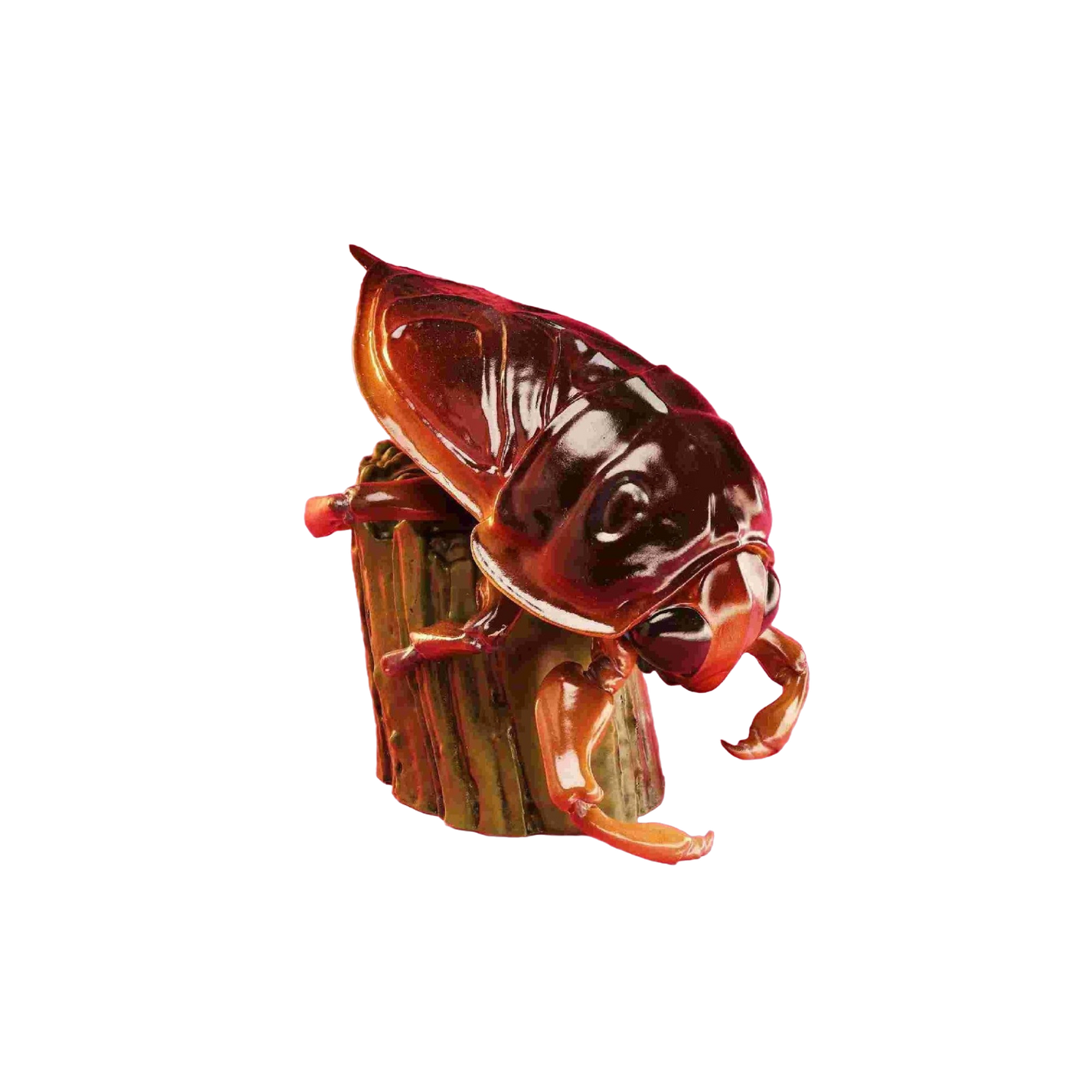 Giant Water Bug | Lethocerus Deyrollei