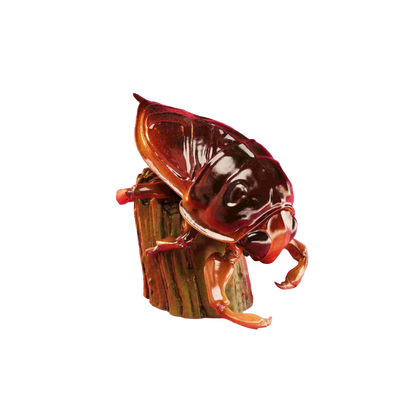 Giant Water Bug | Lethocerus Deyrollei