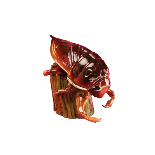 Giant Water Bug