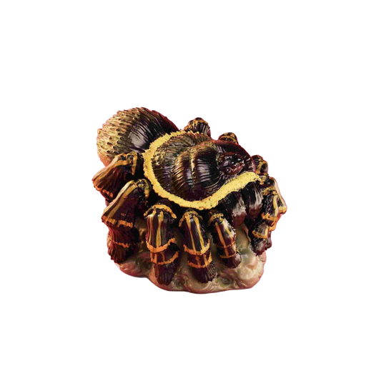 Chaco Golden Knee Tarantula