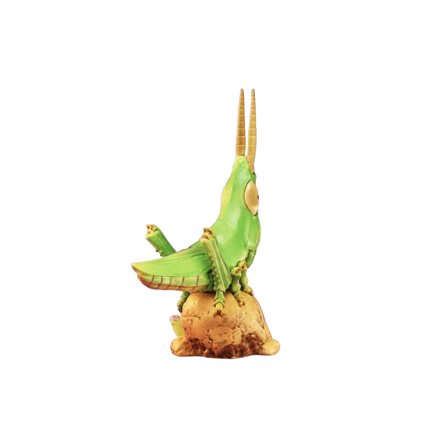 Oriental Longheaded Grasshopper | Acrida Cinerea