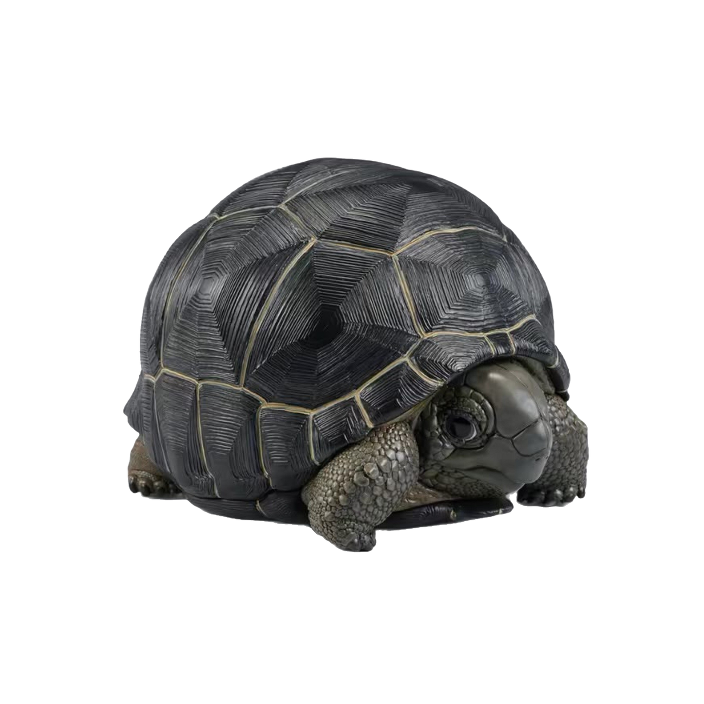 Aldabra Giant Tortoise| Aldabrachelys Gigantea