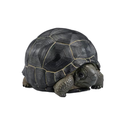 Aldabra Giant Tortoise| Aldabrachelys Gigantea