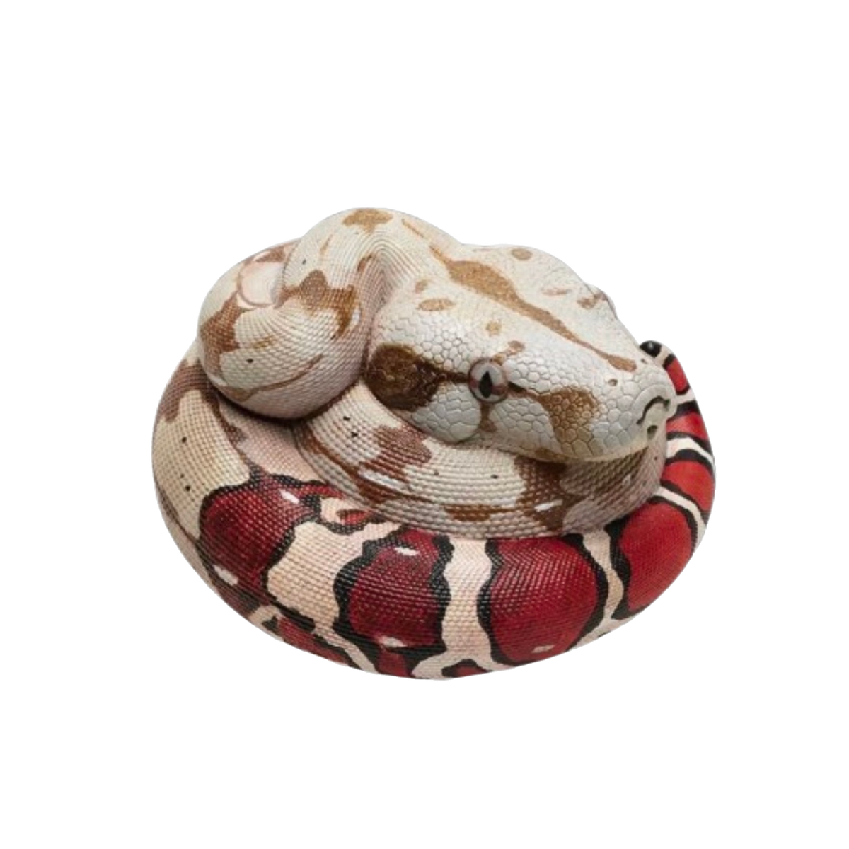 Boa Constrictor | Boa Constrictor Constrictor