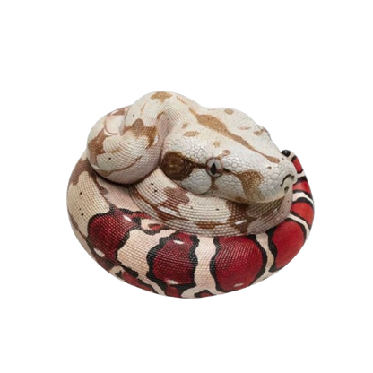 Boa Constrictor | Boa Constrictor Constrictor