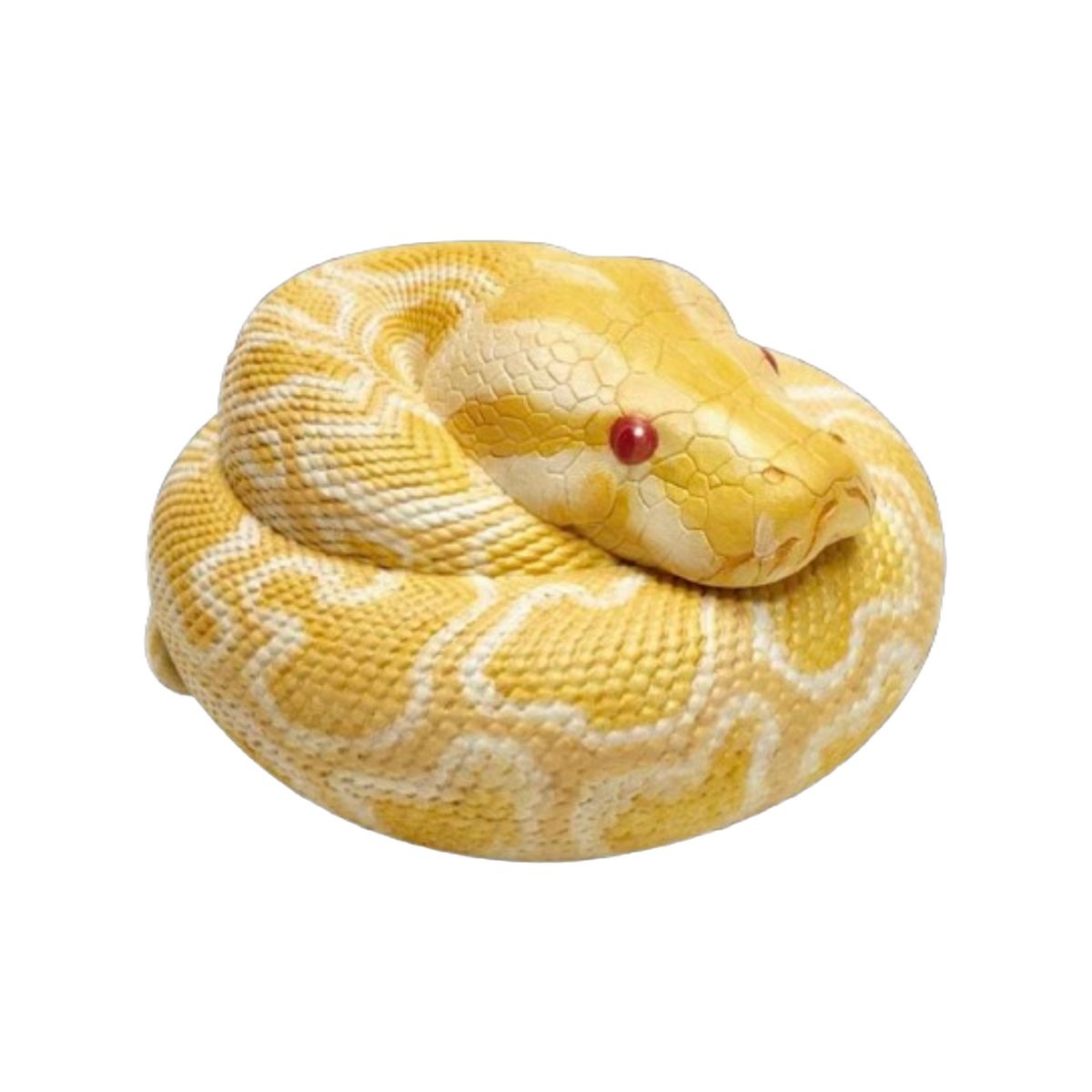 Burmese Python (Albino) | Python Bivittatus