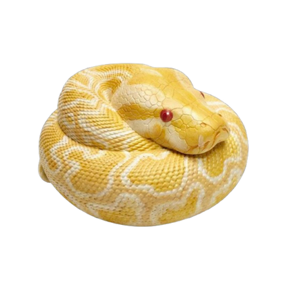 Burmese Python (Albino) | Python Bivittatus