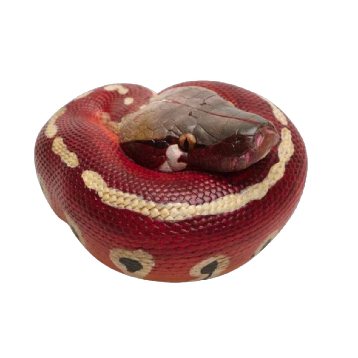 Red Blood Python | Python Brongersmai