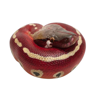 Red Blood Python | Python Brongersmai