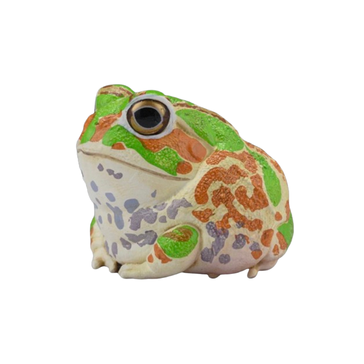 Chaco Horned Frog | Chacophrys Pierottii