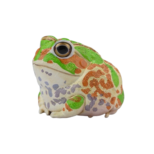 Chaco Horned Frog | Chacophrys Pierottii