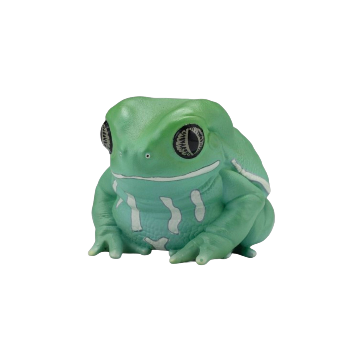 Waxy Monkey Tree Frog | Phyllomedusa Sauvagii
