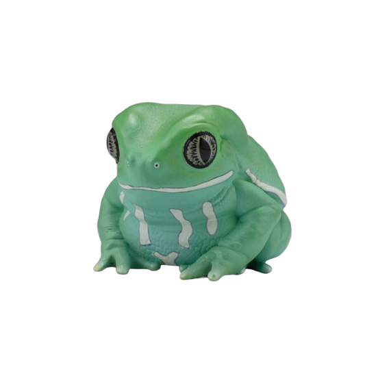 Waxy Monkey Tree Frog | Phyllomedusa Sauvagii