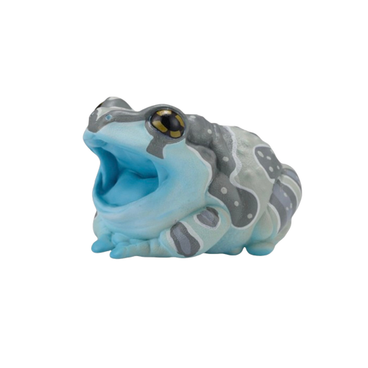 Amazon Milk Frog | Trachycephalus Resinifictrix