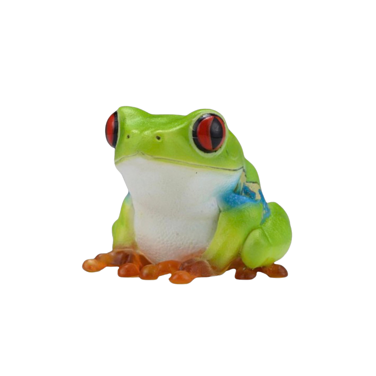 Red Eyed Tree Frog | Agalychnis Callidryas
