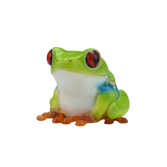 Red Eyed Tree Frog | Agalychnis Callidryas