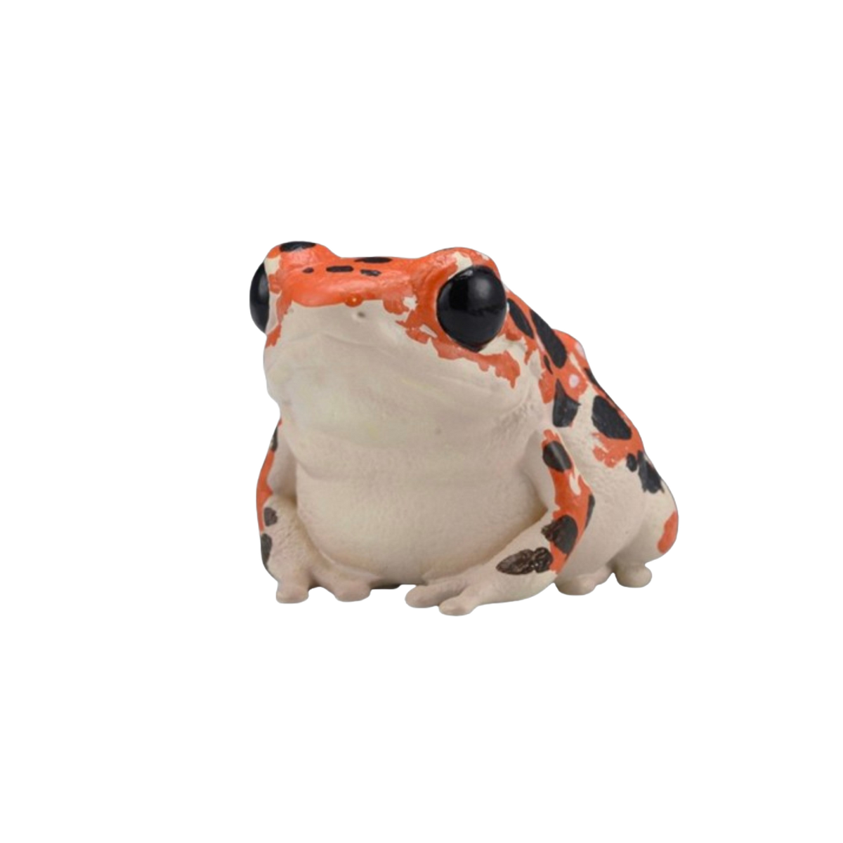 Strawberry Poison Dart Frog | Bastimentos