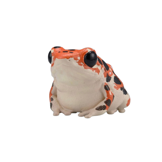 Strawberry Poison Dart Frog | Bastimentos