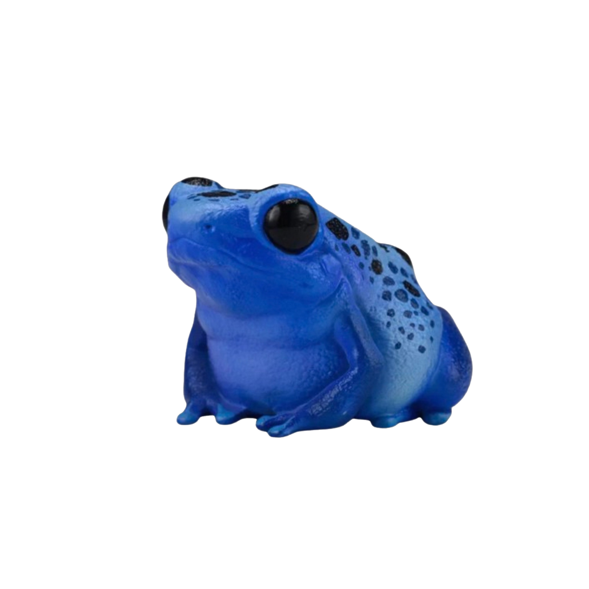 Cobalt Poison Dart Frog | Dendrobates Tinctorius