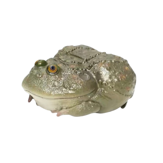 Budgett's Frog | Lepidobatrachus Laevis