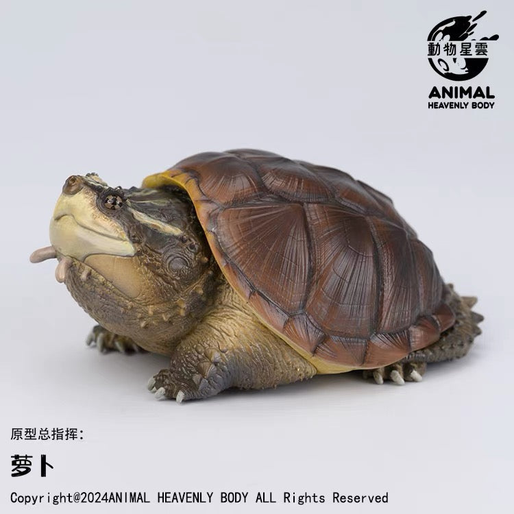 Central American Snapping Turtle | Chelydra Rossignonii