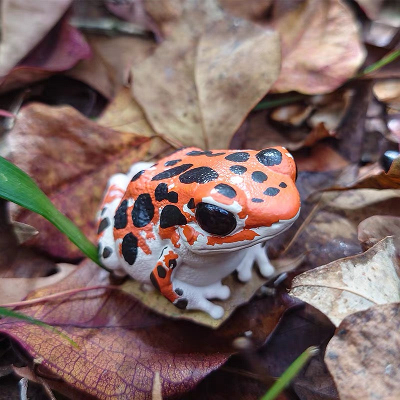Strawberry Poison Dart Frog | Bastimentos