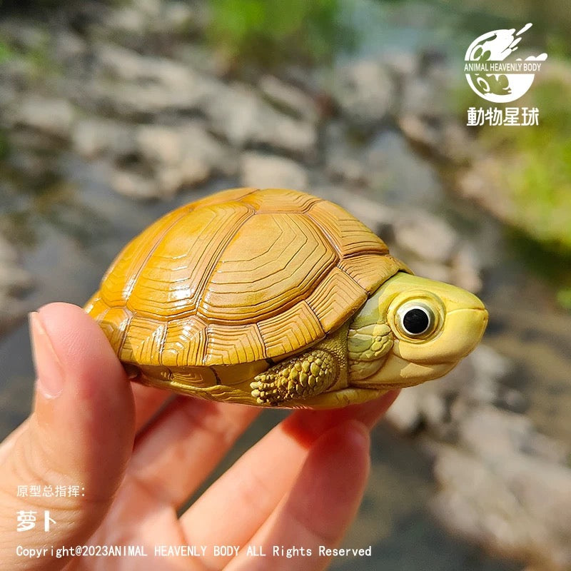 Yellow Pond Turtle | Mauremys Mutica