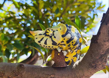 Meller's Chameleon | Trioceros Melleri