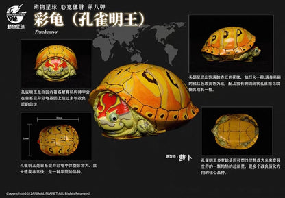 Trachemys Turtle | Trachemys Species