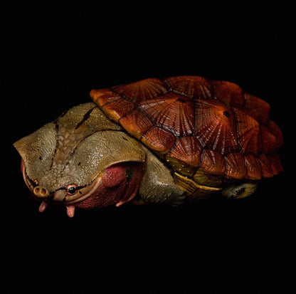 Mata Mata Turtle (Red) | Chelus Fimbriatus