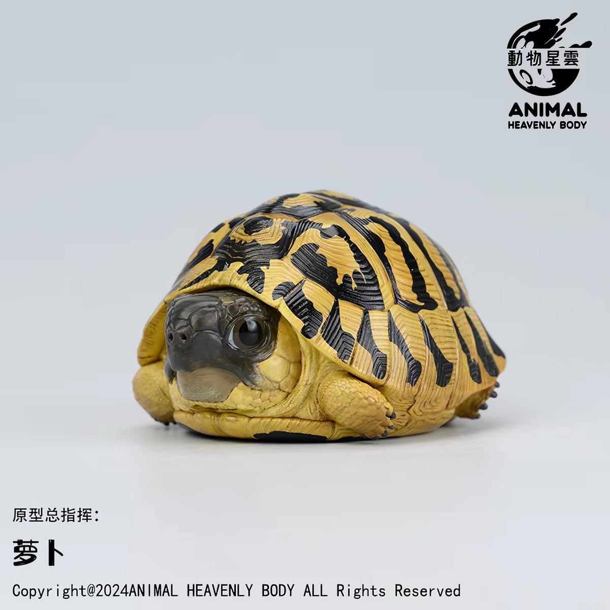 Hermann's Tortoise | Testudo Hermanni