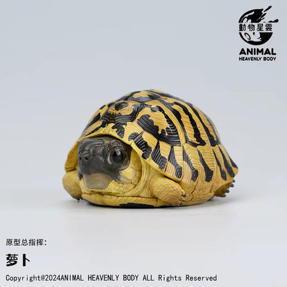 Hermann's Tortoise | Testudo Hermanni