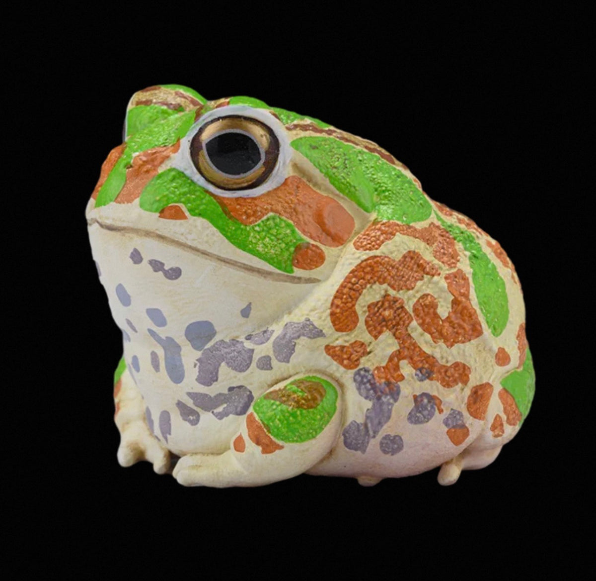 Chaco Horned Frog | Chacophrys Pierottii