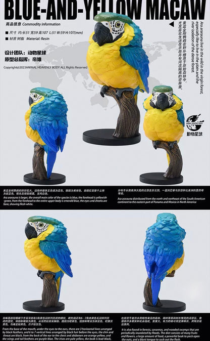 Blue-and-yellow Macaw | Ara Ararauna