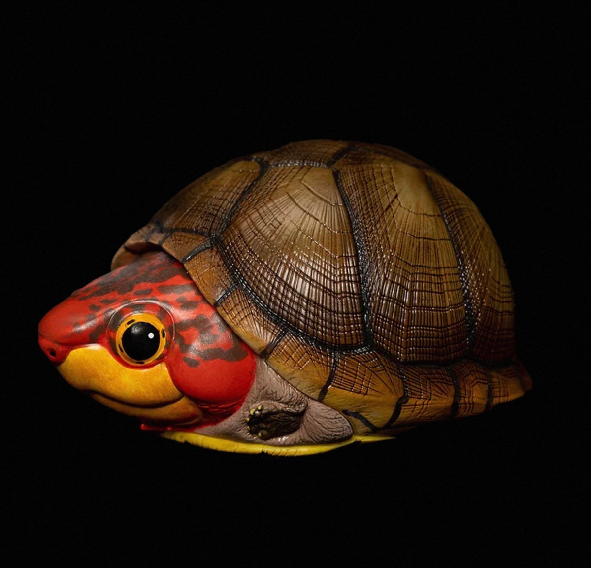 Red-cheeked Mud Turtle | Kinosternon Scorpioides