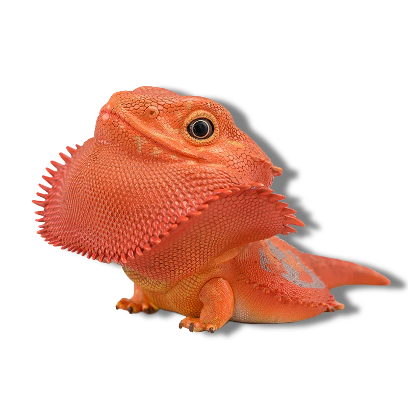 Central Bearded Dragon (Red) | Pogona Vitticeps