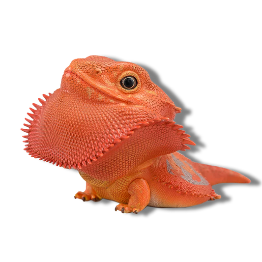 Central Bearded Dragon (Red) | Pogona Vitticeps