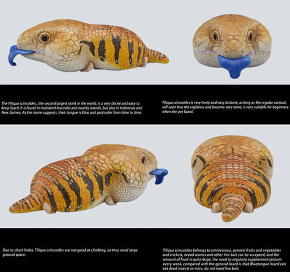 Blue-Tongued Skink | Tiliqua Scincoides