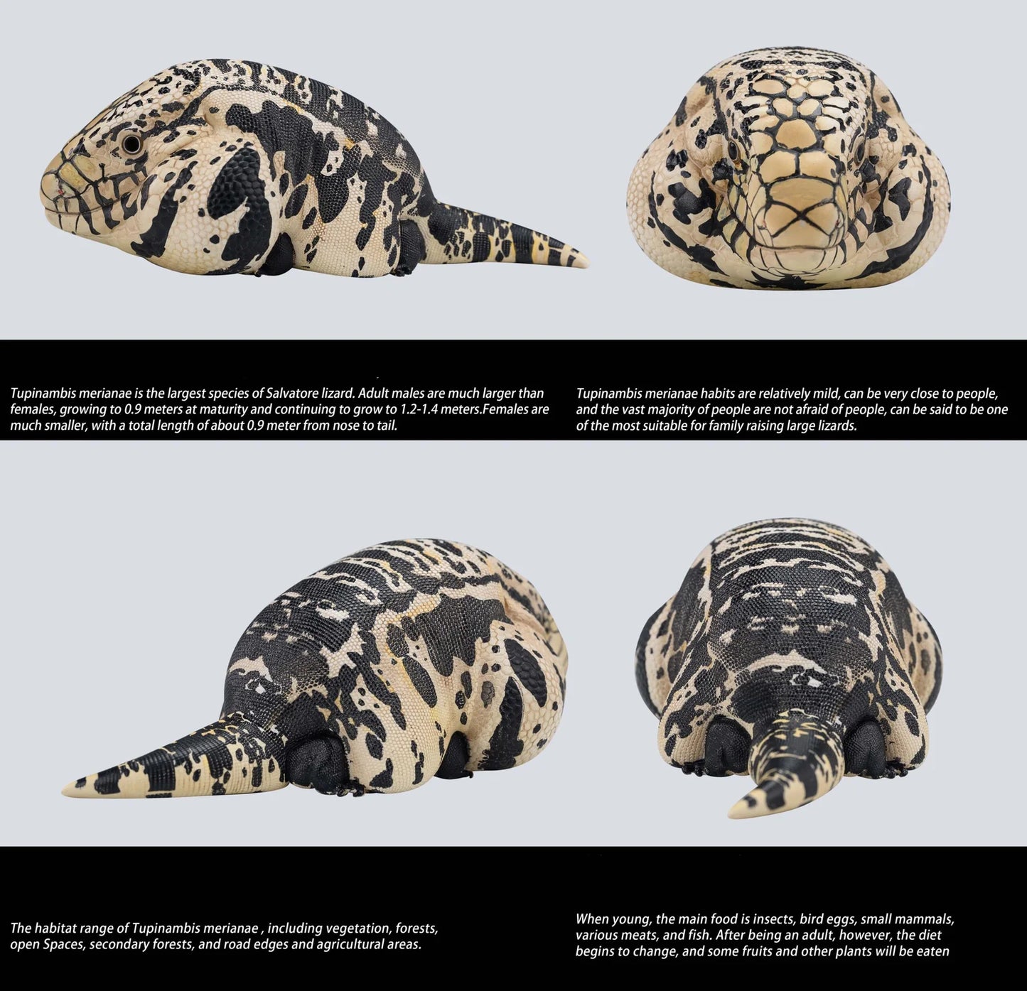 Argentine Black & White Tegu | Salvator Merianae
